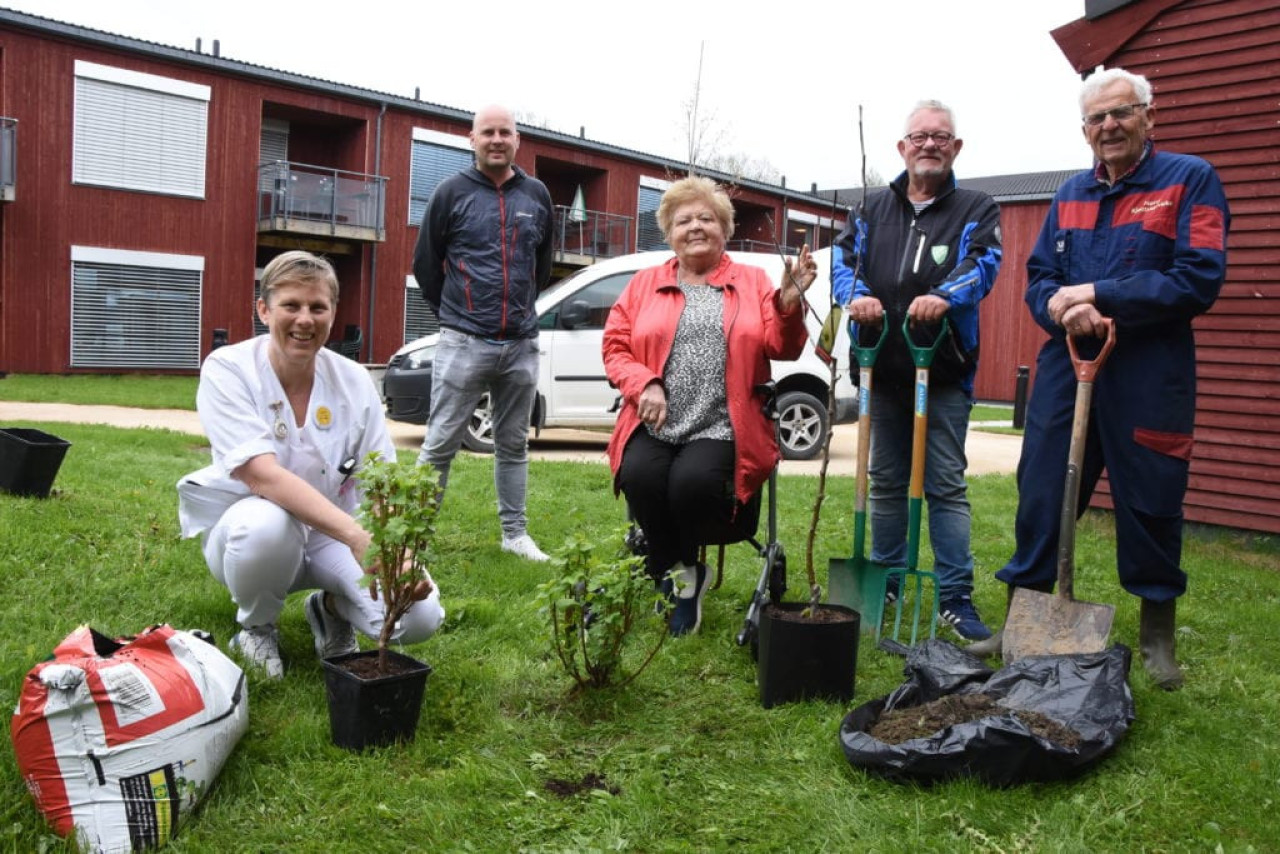 Prosjekt -  Beplantning