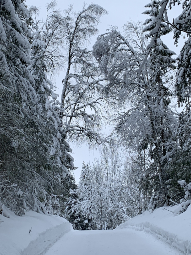 Kongen er Rotarys høye beskytter i Norge