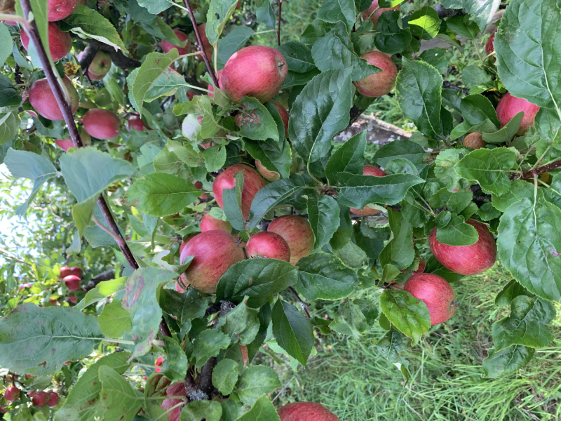 Høstens foredrag og aktiviteter.