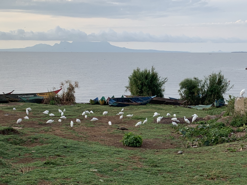 Treplantingsprosjekt.